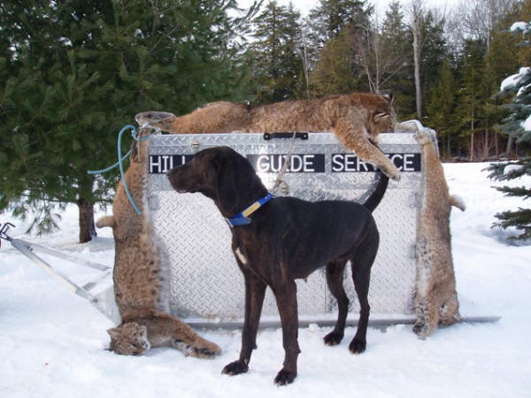 Bobcat Hunting with Beede's Famous Hounds